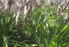 Breadalbane NSWresidential-landscaping-31.jpg; ?>